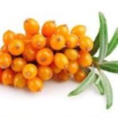 Sea buckthorn